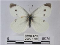 白粉蝶、紋白蝶藏品圖，第1張