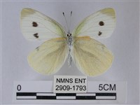 白粉蝶、紋白蝶藏品圖，第2張