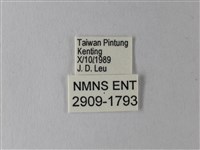 白粉蝶、紋白蝶藏品圖，第3張