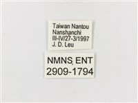雙尾蛺蝶藏品圖，第3張