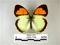 異粉蝶、雌白黃蝶藏品圖，第1張