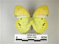 異粉蝶、雌白黃蝶藏品圖，第2張