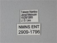 異粉蝶、雌白黃蝶藏品圖，第3張