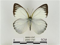 淡褐脈粉蝶藏品圖，第1張