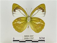 淡褐脈粉蝶藏品圖，第2張