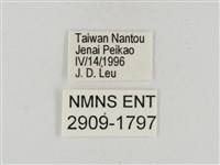 淡褐脈粉蝶藏品圖，第3張