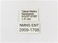 雙尾蛺蝶藏品圖，第3張