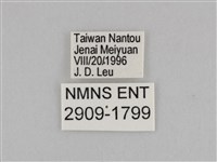 切翅眉眼蝶藏品圖，第3張