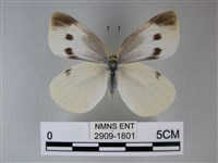 白粉蝶、紋白蝶藏品圖，第1張