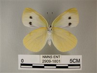 白粉蝶、紋白蝶藏品圖，第2張