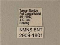 白粉蝶、紋白蝶藏品圖，第3張