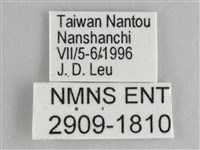 鋸粉蝶藏品圖，第3張