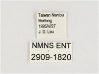 玉帶黛眼蝶藏品圖，第3張