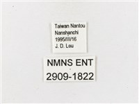 白帶波眼蝶藏品圖，第3張