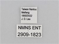深山黛眼蝶藏品圖，第3張