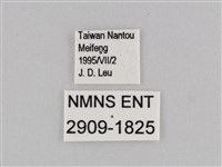 深山黛眼蝶藏品圖，第3張