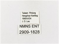 白帶波眼蝶藏品圖，第3張