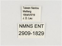 棕褐黛眼蝶藏品圖，第3張