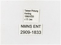 白漪波眼蝶藏品圖，第3張