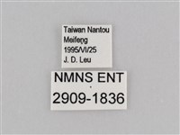 深山黛眼蝶藏品圖，第3張