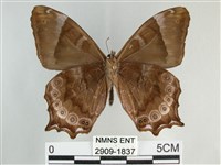 大幽眼蝶藏品圖，第2張