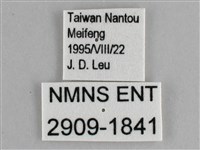 臺灣黛眼蝶藏品圖，第3張