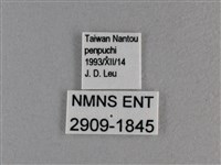 長紋黛眼蝶藏品圖，第3張