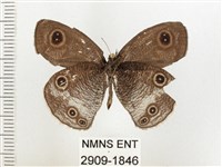 白帶波眼蝶藏品圖，第2張