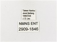 白帶波眼蝶藏品圖，第3張
