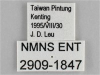大幽眼蝶藏品圖，第3張
