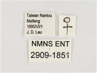 玉帶黛眼蝶藏品圖，第3張