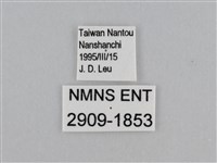 江崎波眼蝶藏品圖，第3張