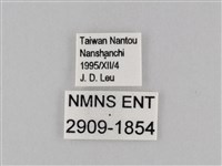 小波眼蝶藏品圖，第3張