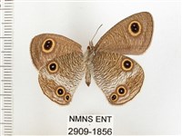 白帶波眼蝶藏品圖，第2張