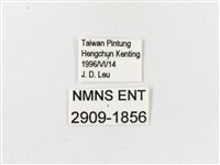 白帶波眼蝶藏品圖，第3張