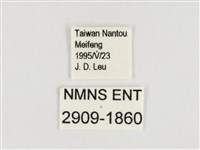 玉帶黛眼蝶藏品圖，第3張