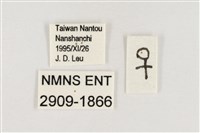 稻眉眼蝶藏品圖，第3張