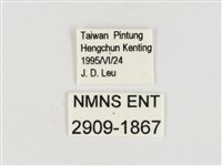 玉帶黛眼蝶藏品圖，第3張