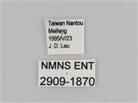 深山黛眼蝶藏品圖，第3張