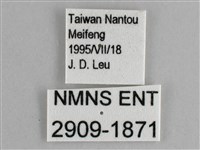 臺灣黛眼蝶藏品圖，第3張