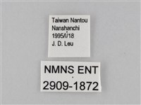 小波眼蝶藏品圖，第3張