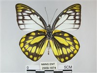 鋸粉蝶藏品圖，第2張