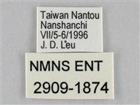 鋸粉蝶藏品圖，第3張