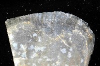 牛角江珧蛤藏品圖，第2張