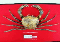 顆粒怪蟹藏品圖，第1張