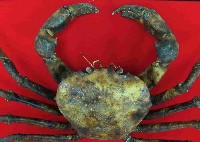顆粒怪蟹藏品圖，第3張