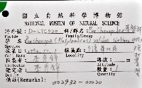 強壯菱蟹藏品圖，第8張
