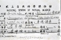 三角脊龍蝦藏品圖，第12張