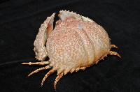 日本饅頭蟹藏品圖，第2張
