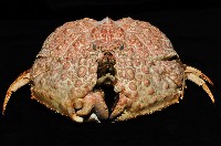 日本饅頭蟹藏品圖，第4張